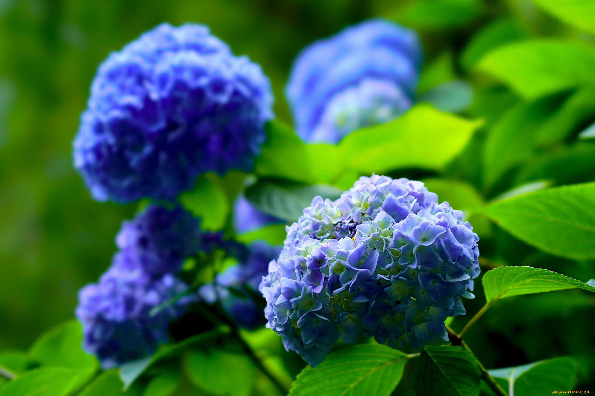 , , petals, flowers, blue, splendor, hydrangea, , , , 